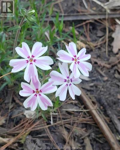 66 Delaware Avenue, Chatham, ON - Outdoor With View