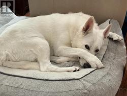 1 - 361 LINDEN STREET  Oshawa (Donevan), ON L1H 6R6