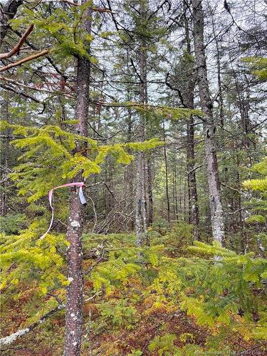 - Mink Brook Rd, Lepreau, NB 