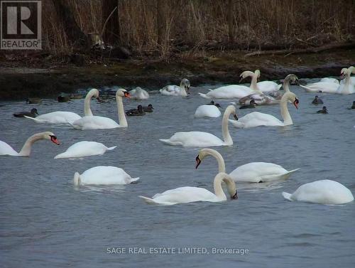 3036 Swansea Drive, Oakville, ON - Outdoor With Body Of Water