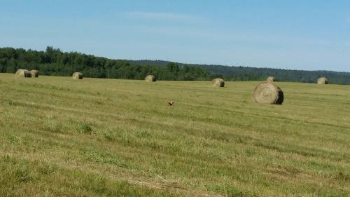 Terre/Terrain - 1854 Ch. De L'Église, Rémigny, QC 