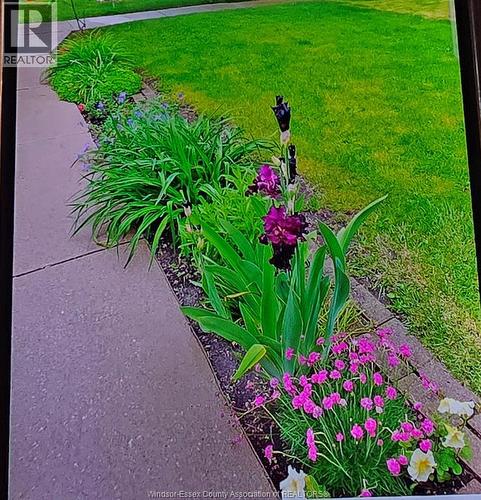 1276 Argyle, Windsor, ON - Outdoor