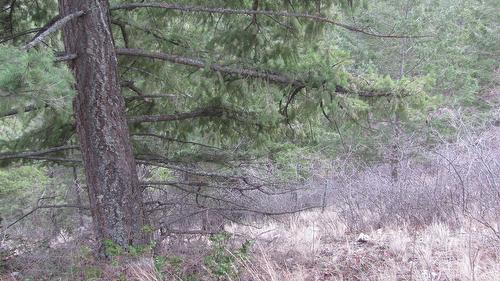 Crown Crescent, Vernon, BC - Outdoor
