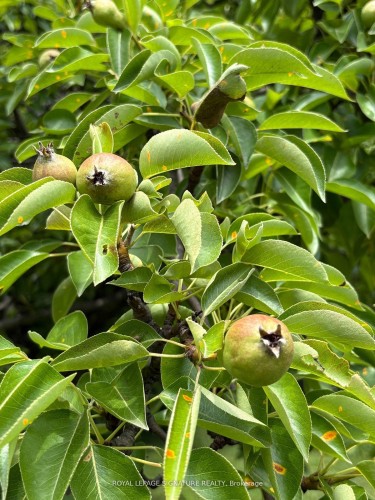 4097 Hickory Drive, Mississauga, ON - 