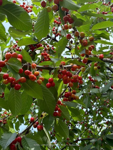 4097 Hickory Drive, Mississauga, ON - Outdoor