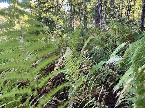 Conquerall Rd, Conquerall Bank, NS 