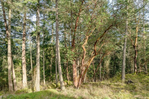 392 Langs Rd, Salt Spring, BC 