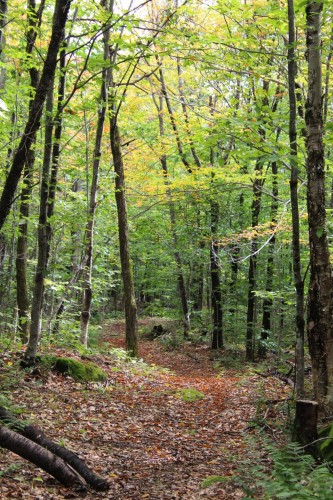 Extérieur - 21 Allée Du Cavalier, Shannon, QC - Outdoor With View