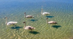 2644 Lakeshore Drive  Ramara, ON L0K 1B0