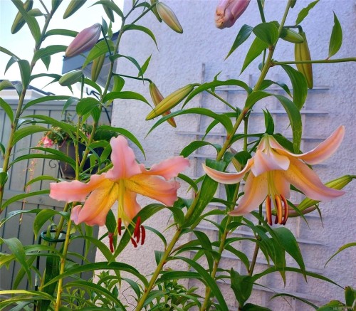 5-10084 Third St, Sidney, BC 