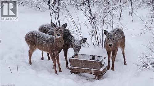Deer in forest behind - 220 Salisbury Avenue Unit# 23, Cambridge, ON - Outdoor