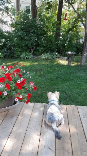 Cour - 261 Rue Chartrand, Saint-Jérôme, QC - Outdoor