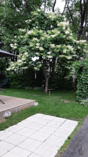 Cour - 261 Rue Chartrand, Saint-Jérôme, QC - Outdoor