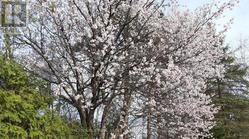 216 Brockville Street, Smiths Falls, ON - Outdoor