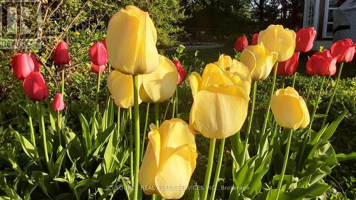 216 Brockville Street, Smiths Falls, ON - Outdoor With Deck Patio Veranda