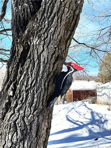 46 Watters Dr, Fredericton, NB 