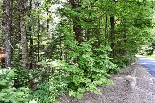 Accès au plan d'eau - Ch. Cambria, Gore, QC 