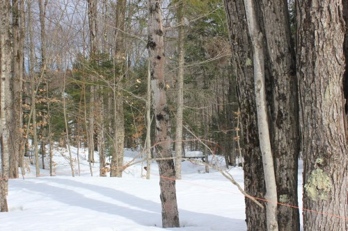 Terre/Terrain - 10E Rang, Austin, QC 