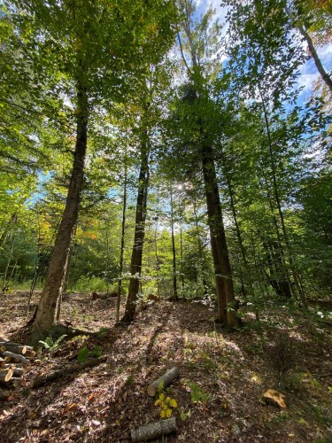 Terre/Terrain - 10E Rang, Austin, QC 