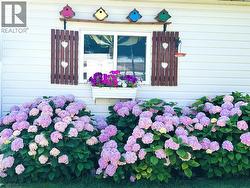 Summer flowers - 