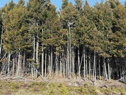 296 Notting Hill Road  Mineville, NS B2Z 0B7