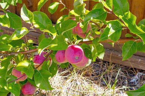 1298 Centauri Dr, Langford, BC 