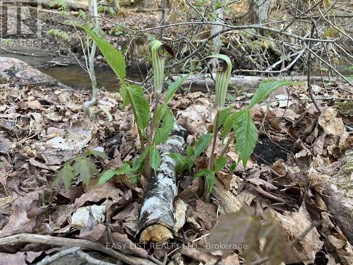 Lot 1 Colonial Road, Minden Hills, ON 