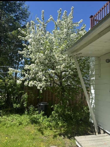 Cour - 394 Rue De La Madone, Mont-Laurier, QC - Outdoor