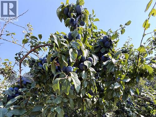 Plum tree by main house - 1403 Notch Hill Road, Sorrento, BC - Outdoor With View