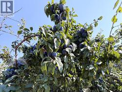 Plum tree by main house - 