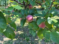 Heritage apple trees are producing well (Fall 2025) - 