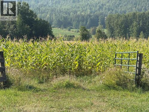 Corn growing in lower fields - 1403 Notch Hill Road, Sorrento, BC - Outdoor With View