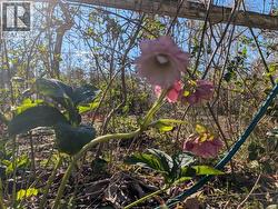 4649 CEDAR STREET  Texada Island, BC V0N 1W0