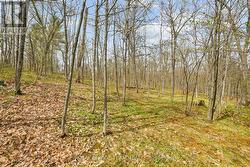 Treed lot - 