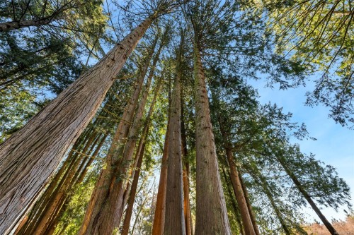 1696 Peerless Rd, Cobble Hill, BC 