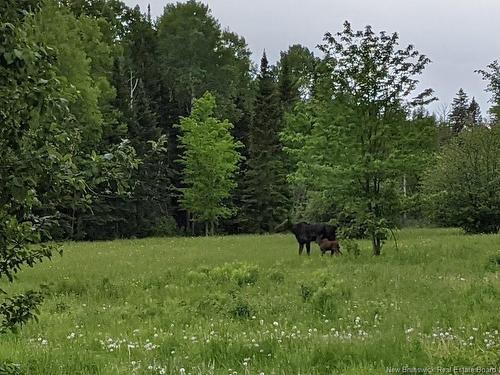 1990 Middle River Dr, Bathurst, NB 