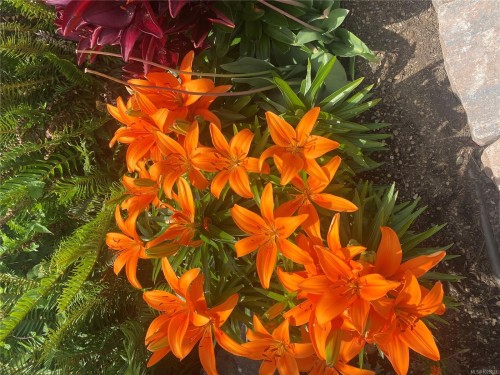 6483 Cedarview Pl, Sooke, BC 