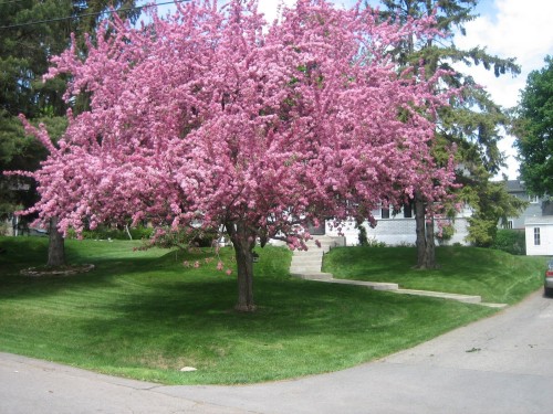 Autre - 57 Crois. Maple, Beaconsfield, QC - Outdoor