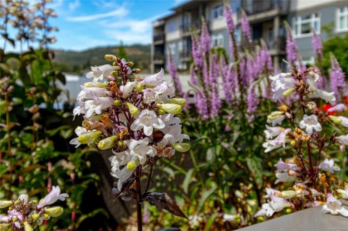 #203-2655 Sooke Rd, Langford, BC - Outdoor