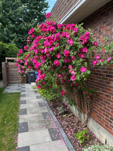 Extérieur - 1745 Rue Socrate, Brossard, QC - Outdoor