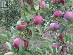 2705 75th Avenue Grand Forks, BC V0H 1H2