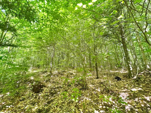 Vue d'ensemble - Rue Mccaughey, Gore, QC 