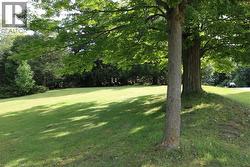 View of grassy yard with view of scattered trees - 