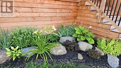 Healthy perennials are everywhere. - 