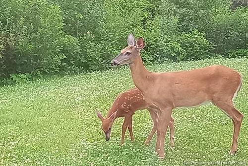 16 Modeste, Trois Ruisseaux, NB 