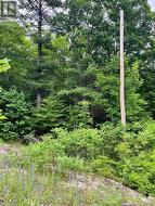 0 (PIN - 40264-0091) POTTER SETTLEMENT ROAD  Tweed (Hungerford (Twp)), ON K0K 3J0