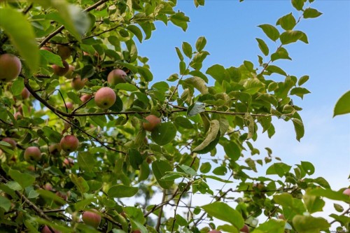 6650 Green Acres Way, Nanaimo, BC 