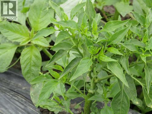 5940 Spencer Road, Grand Forks, BC 