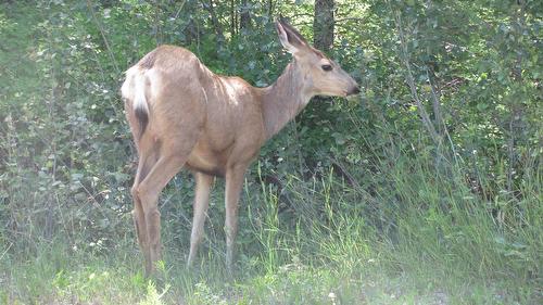 Dunwaters Road, Fintry, BC - Outdoor