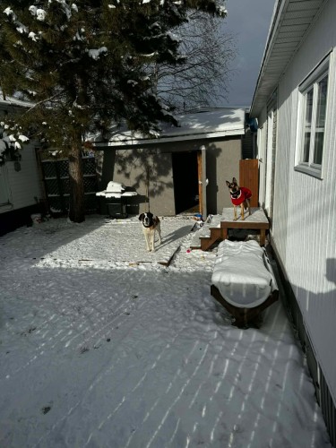 Cour - 12 Rue Guy, Rouyn-Noranda, QC - Outdoor